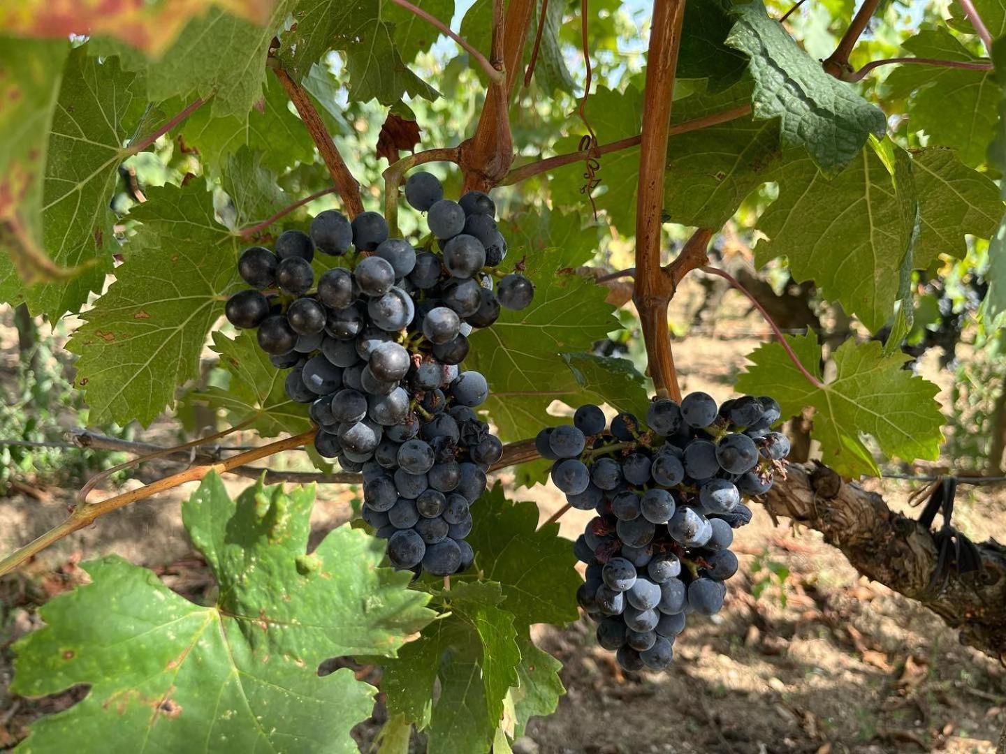 Les Logis Des Vignobles Saint Emilion En Duplex N 2 Avec Terrasse Apartman Kültér fotó